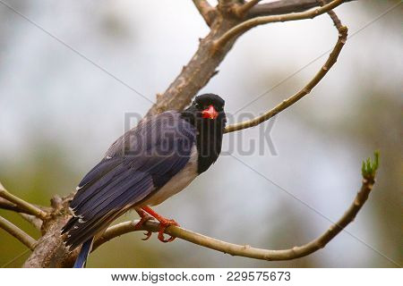 Red Billed Blue Magpie On Tree, Urocissa Erythroryncha