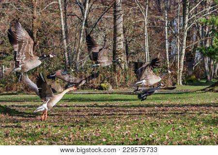 Canada Goose And A Snow Goose N Flight With Vegetaion In The Background
