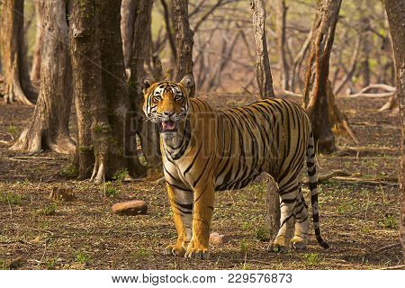 Tiger- Pacman, Panthera Tigris, Ranthambhore Tiger Reserve, Rajasthan, India