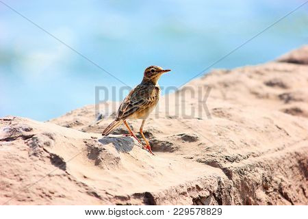 Paddyfield Pipit, Anthus Rufulus, Kanha Tiger Reserve, Madhya Pradesh,  India