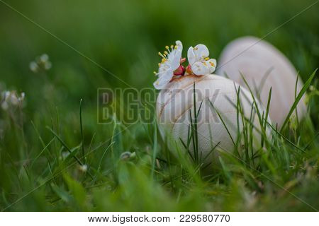 Two White Easter Eggs With A Branch Of Apricot In Green Grass. Easter Background. Search For Eggs At