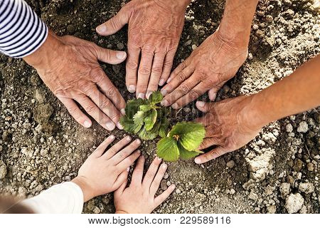 Hands Of Unrecognizable Senior Couple With Their Grandaughter Planting A Seedling On The Allotment. 