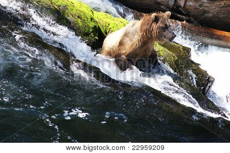 Grizzlybjörn fiske