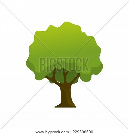 Isolated Shady Leaves Tree Plant Vector Illustration Graphic Design