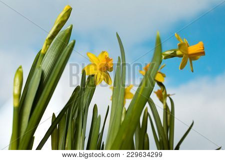 Flowering Yellow Irises Against The Background Of The Spring Sky.