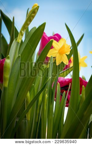 Flowering Yellow Irises And Red Tulips Against The Background Of The Spring Sky.