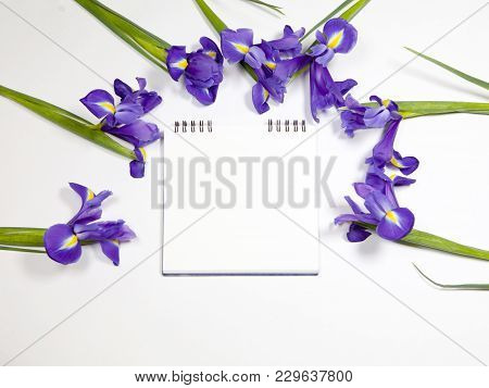 Violet Irises Xiphium Bulbous Iris, Iris Sibirica With Yellow Tulip On White Background With Space F