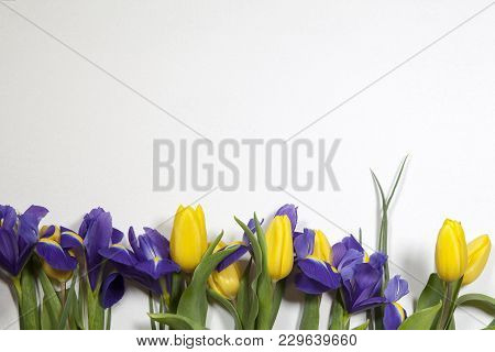 Violet Irises Xiphium Bulbous Iris, Iris Sibirica With Yellow Tulip On White Background With Space F