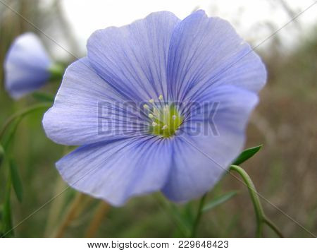Beautiful Wild Western Blue Flax Flowers Or Linum Lewisii