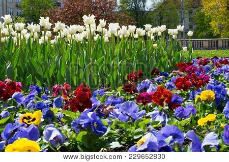 Colourful Pansies And White Tulips Flowerbed Background In An Spring Garden. Close Up.