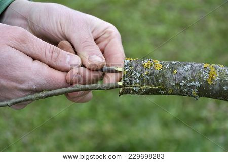 Grafting Old Apple Tree On Spring Close Up