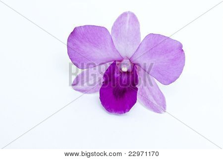 Orquídea