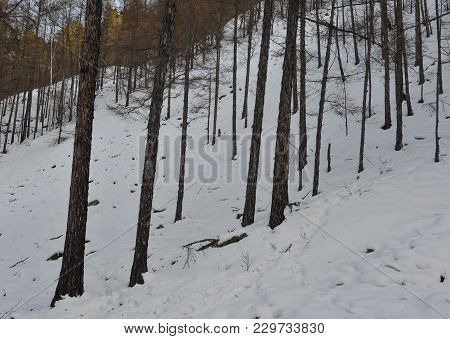 Winter Scenery Of Mohe County, China