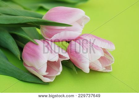 Pink Spring Tulips Over A Green Background, In A Flat Lay Composition With Copy Space.