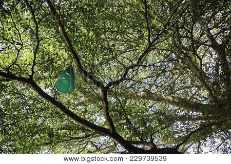 Decorative Outdoor Light Hanging On Tree, Stock Photo