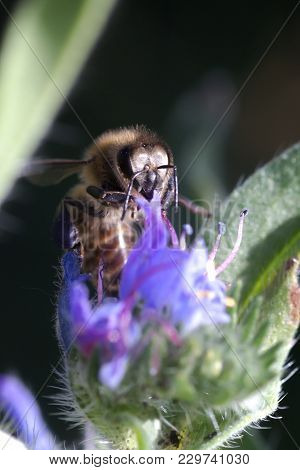 The Bee Collects Nectar From Echium Vulgare, Viper's Bugloss, Blueweed. Collect Pollen In The Meadow