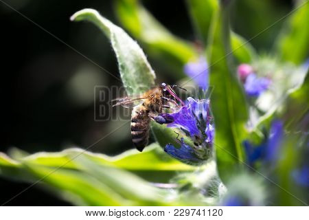 The Bee Collects Nectar From Echium Vulgare, Viper's Bugloss, Blueweed. Collect Pollen In The Meadow