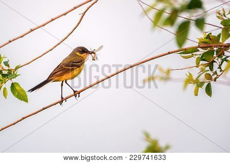 Close Up Beautiful Western Yellow Wagtail Or Motacilla Flava Sitting On Tree Branch With Prey In Its