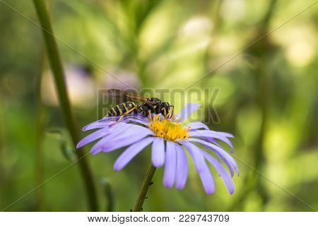 Wasp On Purple Flower With Yellow Center Symphyotrichum Novi-belgii , New York Aster