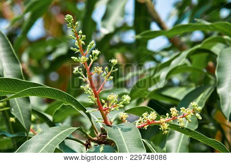 Mango Bouquet Before The Fruit Will Be Inflorescence.