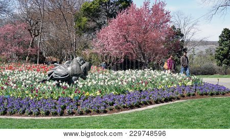 Dallas,texas - March 6, 2018  Dallas Arboretum And Botanical Garden, People Enjoying A Great Spring 
