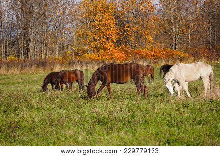 Herd Of Wild Horses Grazing In The Fall In The Meadow. Wild Mustangs In The Field.