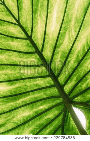 Green Leaves Of Alocasia Macrorrhizos In Botanical Garden.