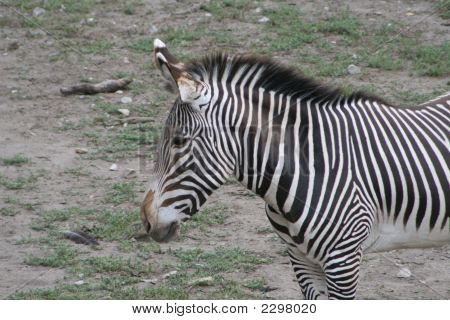 Zebra
