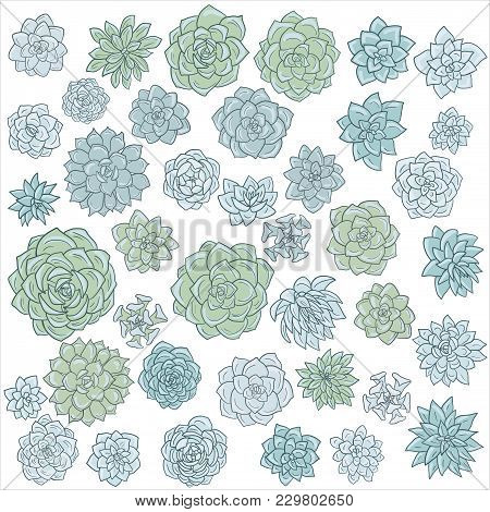 Hand Drawn Vector Succulentes Isolated At White Background
