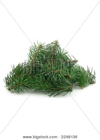 Kilka gałązek sosny