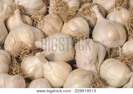 White Garlic Pile Texture. Fresh Garlic, Closeup Photo. Pile Of White Garlic Heads. White Garlic Hea