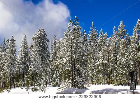 Snow Covered Trees In Forest With Blue Sky Background