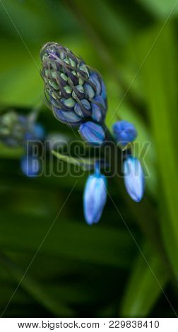 Spring Bluebells In A Wood Just About To Burst Into Flower