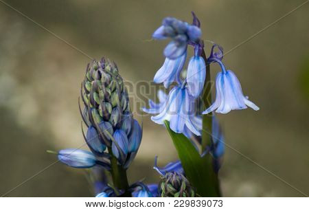 Spring Bluebells In A Wood Just About To Burst Into Flower