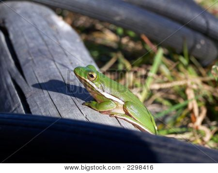 Tree Frog In The Sun