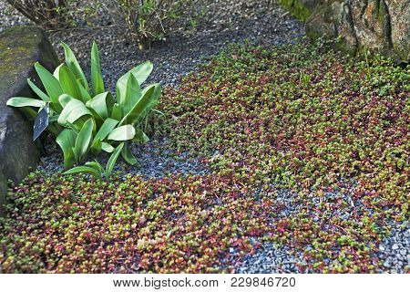 Sedum Stoloniferum In The Botanical Garden Of London