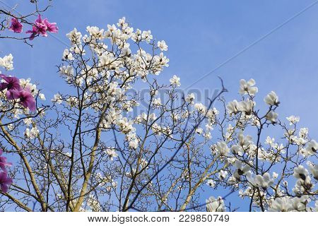 Spring In London. Magnolia 'leonard Messel', Pink Flower And Bud Opening On Tree