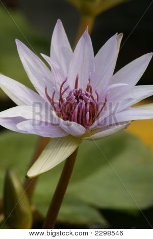 Water Flower