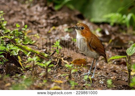 Standing Plain-backed Antpitta, South America, Ecuador. Wildlife Scene From Nature.  Animal In The N