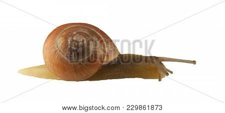 Forest Snail, Cepaea Nemoralis On A White Background