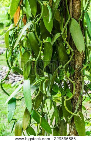 Vanilla (Vanilla planifolia) plantatnion in the Seychelles