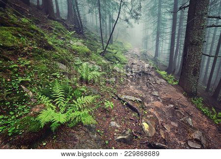 A Forest Path Through Heavy Forest, Light Fog And Fern Line.