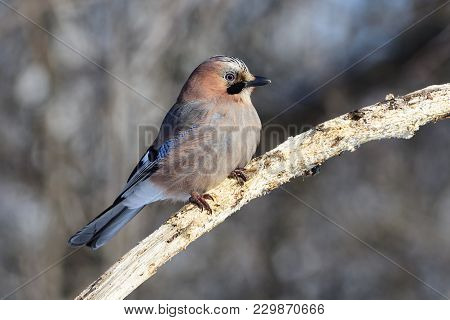 Eurasian Jay (garrulus Glandarius) Meets The Dawn, Sitting On A Branch In The Forest (the Sun And Th