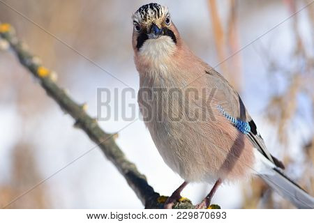 Close-up Portrait Of A Eurasian Jay (garrulus Glandarius) That Is Trying To Peer Into The Camera.