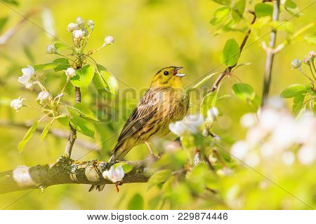 Yellow Bird Singing In The Spring Rays And Colors , Natural Beauty, Flowering, Wildlife After The Wi