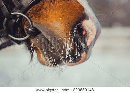 Winter Horse Portrait At Cold Day. Nose Close Up