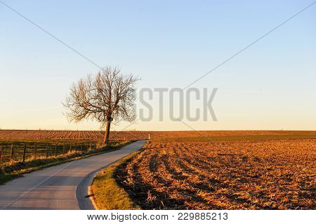 A Lonely Tree Along A Country Road On A Late Afteroon In East-flanders. Image Shot During Magic Hour