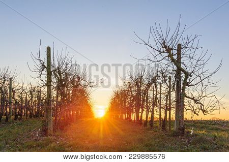 A Line Of Apple Trees Shot Against The Setting Sun, On A Late Winter Afternoon In East-flanders.