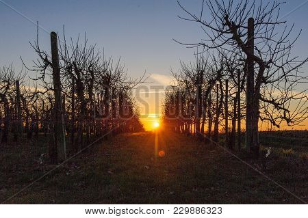 A Line Of Apple Trees Shot Against The Setting Sun, On A Late Winter Afternoon In East-flanders.