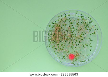 Close-up On Fresh Arugula Sprouts In A Transparent Sprouter, Green Background